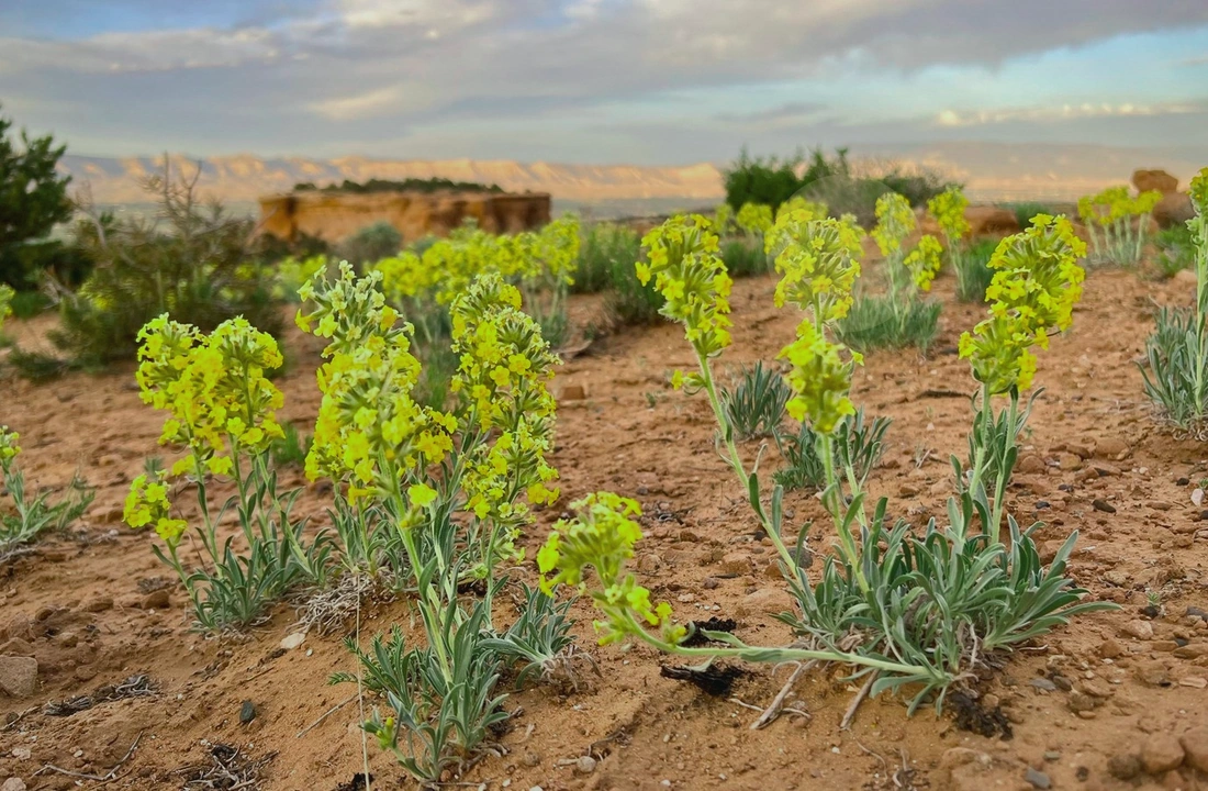 Colorado title and closing preparation for How to Sell Off-Grid Land in Colorado